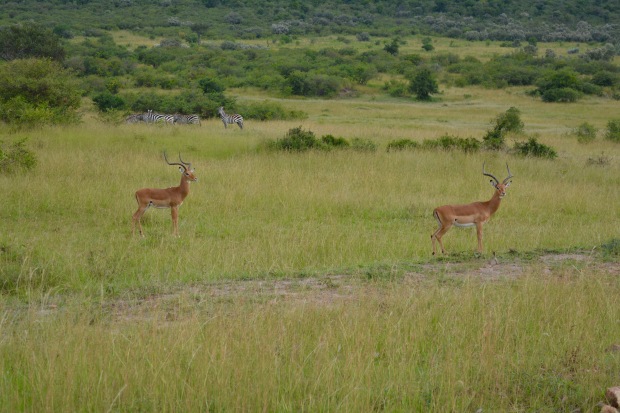 Masai Mara - 13 of 95