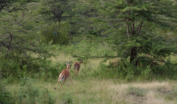 Masai Mara - 40 of 95.jpg