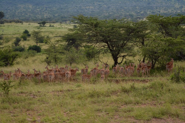 Masai Mara - 42 of 95