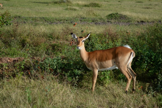 Masai Mara - 45 of 95