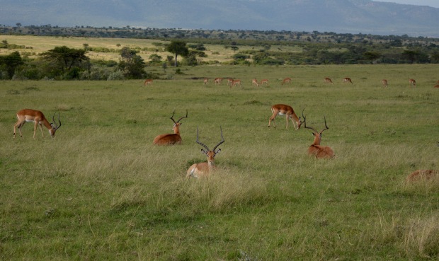 Masai Mara - 48 of 95