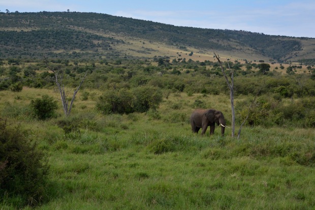 Masai Mara - 51 of 95