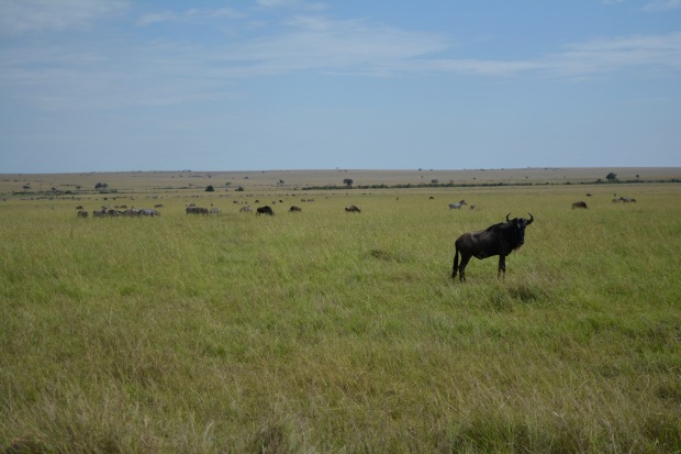 Masai Mara - 61 of 95