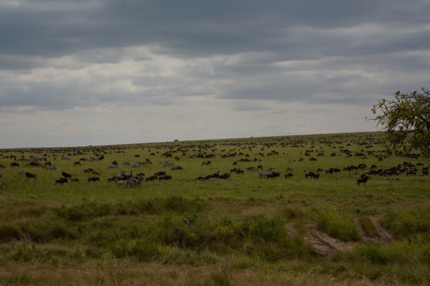 Masai Mara - 76 of 95