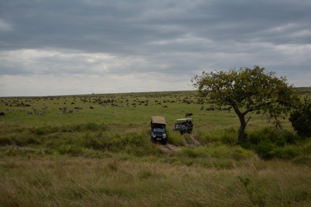 Masai Mara - 77 of 95