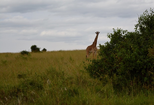 Masai Mara - 80 of 95