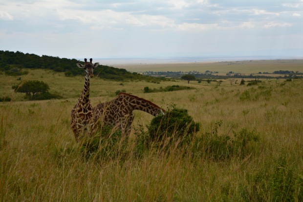 Masai Mara - 81 of 95