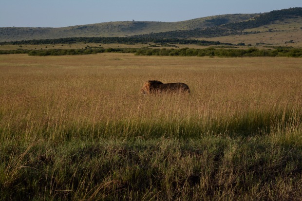Masai Mara - 91 of 95