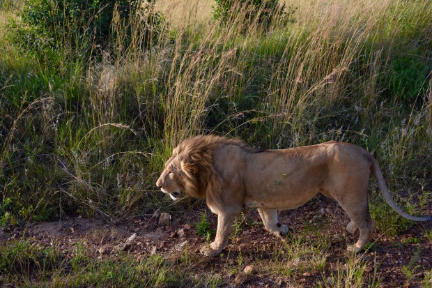 Masai Mara - 93 of 95