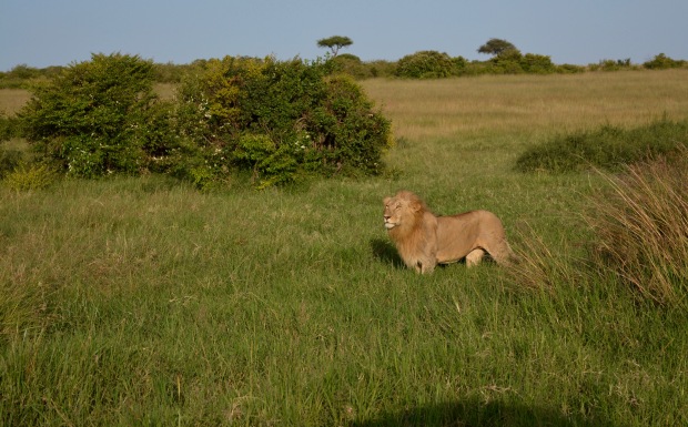Masai Mara - 94 of 95